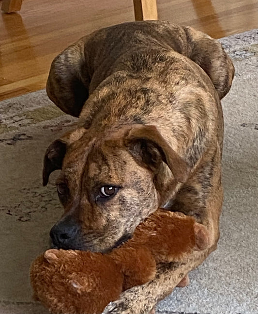 Dog Paw and Nose Balm